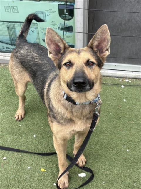 Photo of Kismet, adoptable German Shepherd Dog in Los Angeles, California