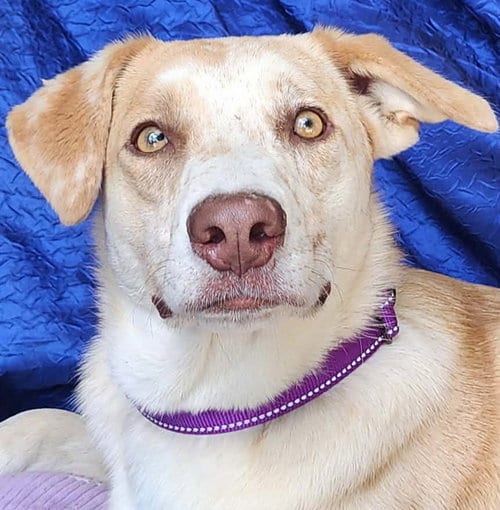 Photo of Polly Cooman, adoptable Australian Shepherd in Cuba, New York