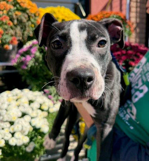 Photo of Quay, adoptable American Staffordshire Terrier in Gilberts, Illinois