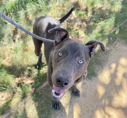 Photo of Oliver, adoptable Labrador Retriever in Martinez, California