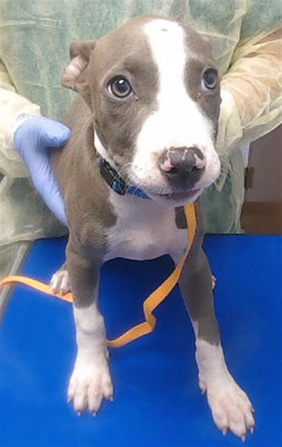 Photo of Kewpie, adoptable American Pit Bull Terrier in Phoenix, Arizona