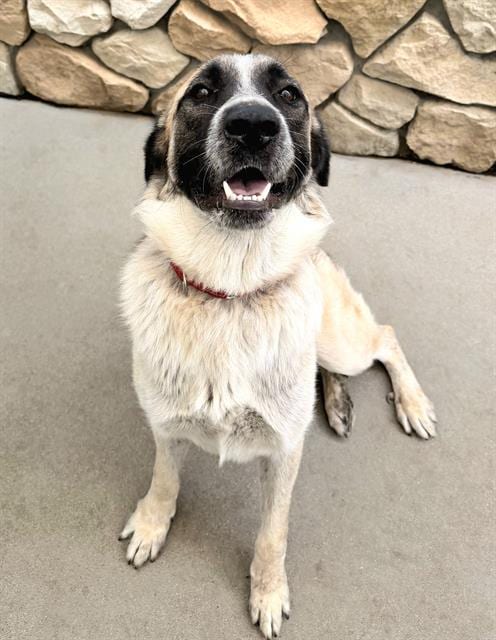 Photo of Lady, adoptable Anatolian Shepherd in Sacramento, California