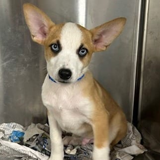 Photo of Sleepy, adoptable Mixed Breed (Medium)