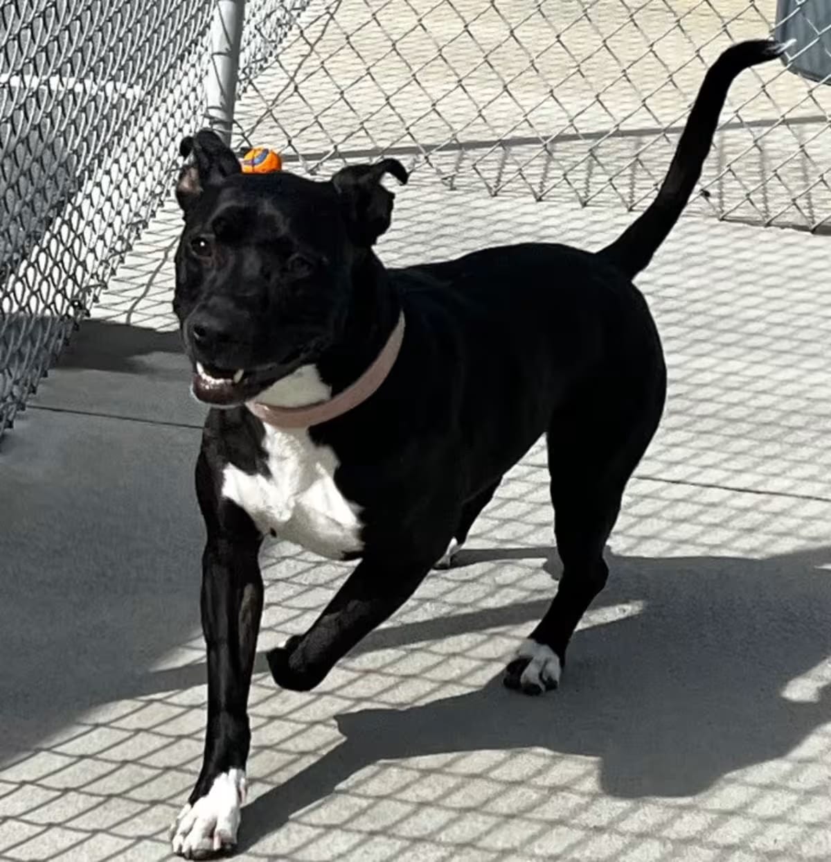 Photo of Moon, adoptable American Pit Bull Terrier in Blountville, Tennessee