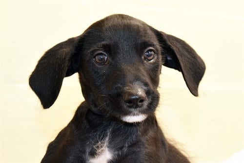 Photo of Gus, adoptable Labrador Retriever in Ft Lauderdale, Florida