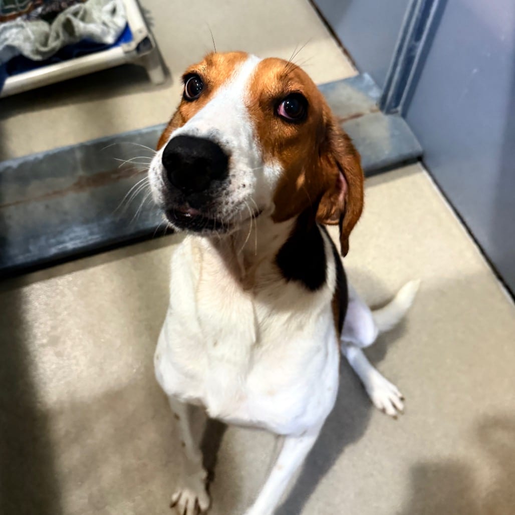 Photo of Tuna Fish, adoptable Mixed Breed (Large) in Fredericksburg, Virginia