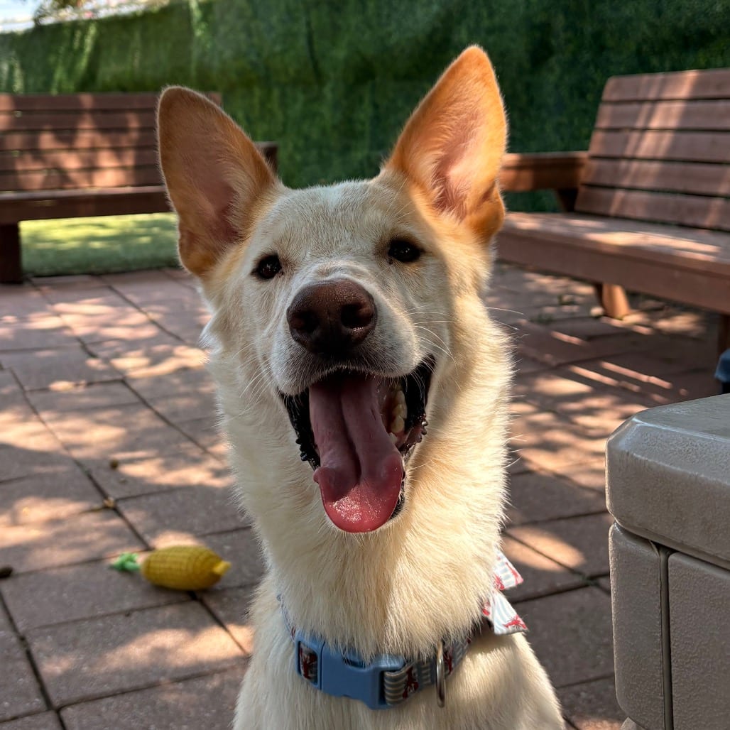 Photo of Samson, adoptable Mixed Breed (Medium) in Dallas, Texas