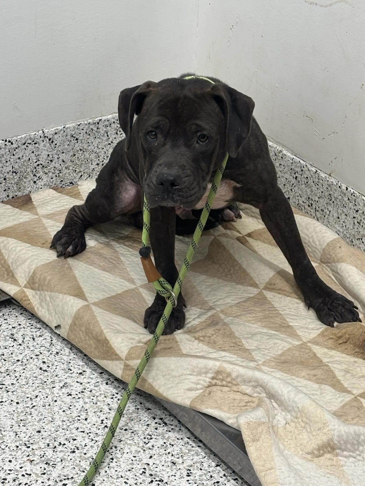 Photo of Union, adoptable dog in Atlanta, Georgia
