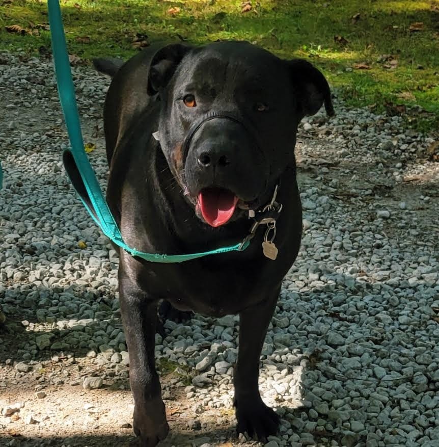 Photo of Storm, adoptable Labrador Retriever in Crossville, Tennessee