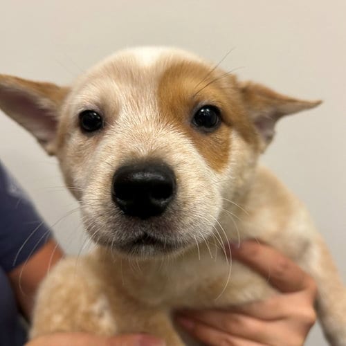 Photo of Fiona, adoptable Unknown breed in Rancho Santa Fe, California