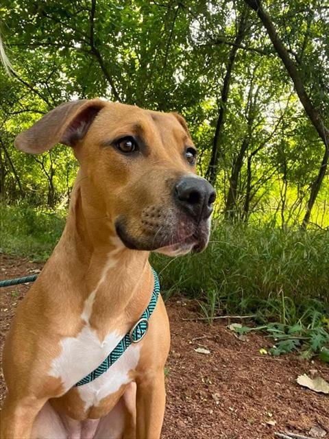 Photo of Honey Bee, adoptable Pit Bull Terrier in Peoria, Illinois