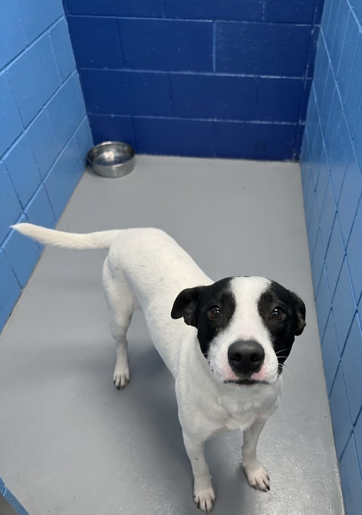 Photo of Panda, adoptable Airedale Terrier in Hartsville, South Carolina