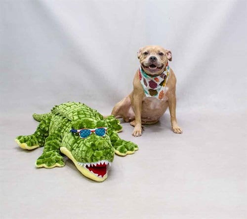 Photo of Ara, adoptable Terrier in Sanford, Florida