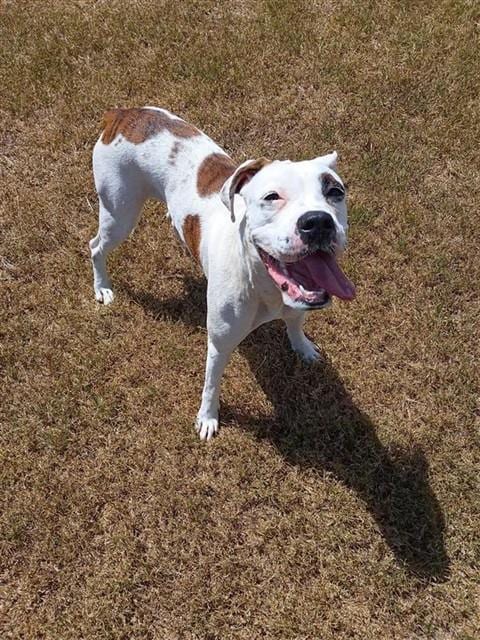 Photo of Olivia, adoptable American Bulldog in Corpus Christi, Texas