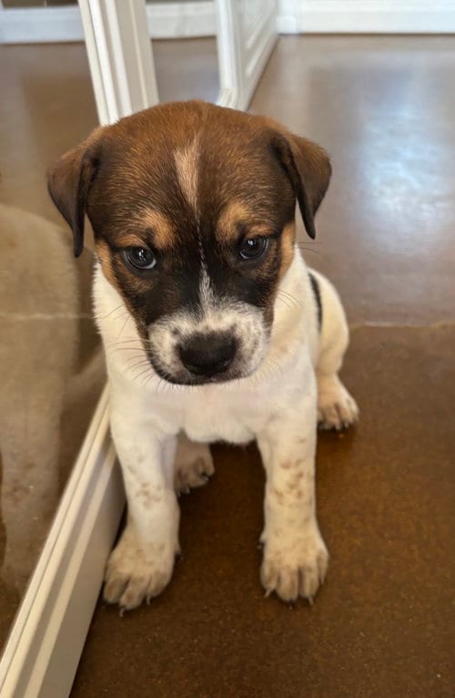 Photo of Rowan, adoptable Jack Russell Terrier in Phoenix, Arizona