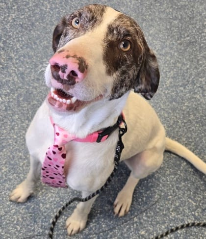 Photo of Aniah, adoptable Pointer, German Shorthaired/Border Collie in Bakersfield, California