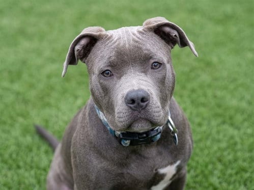 Photo of Duke, adoptable Pit Bull Terrier in Denver, Colorado