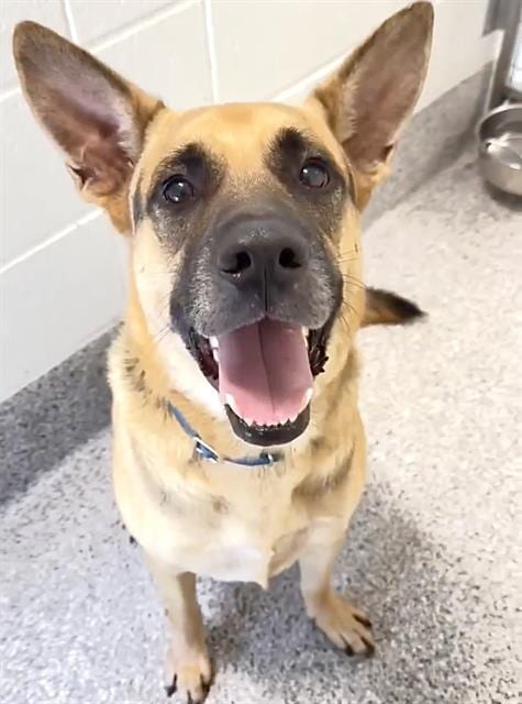 Photo of Tank, adoptable German Shepherd Dog in Houston, Texas