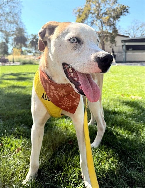 Photo of Theodore, adoptable Pointer in Sacramento, California