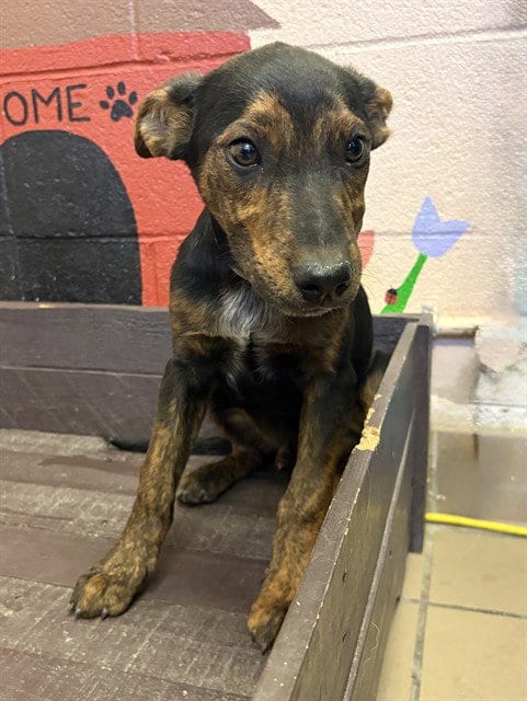 Photo of Urchin, adoptable German Shepherd Dog in Castaic, California