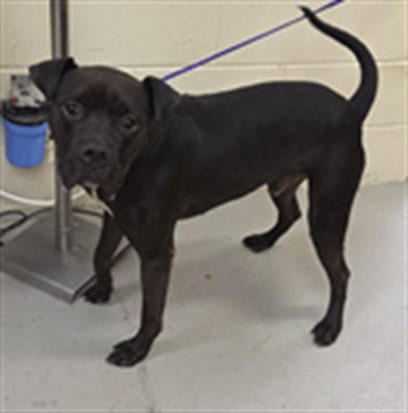 Photo of Crash, adoptable Bullmastiff in Sanford, Florida