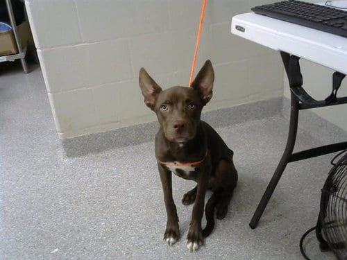 Photo of Ellie, adoptable American Staffordshire Terrier in Pasadena, Texas