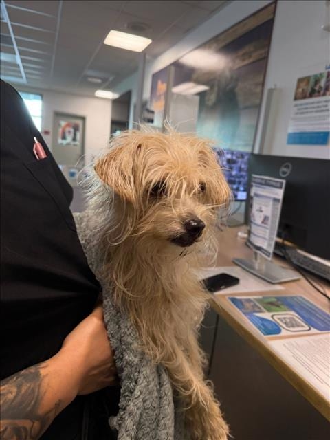 Photo of Lola, adoptable Yorkshire Terrier Yorkie in Van Nuys, California