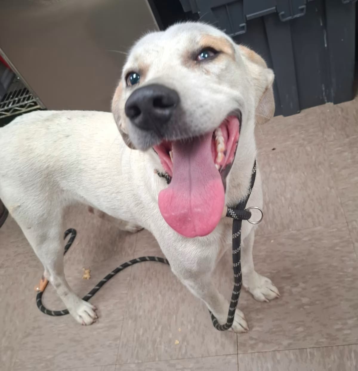 Photo of Bucky, adoptable Hound (Unknown Type)/Mixed Breed (Medium) in Washington, District of Columbia