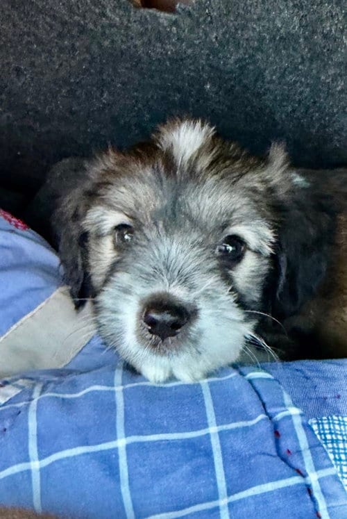 Photo of Cooper, adoptable Shih Tzu in San Diego, California