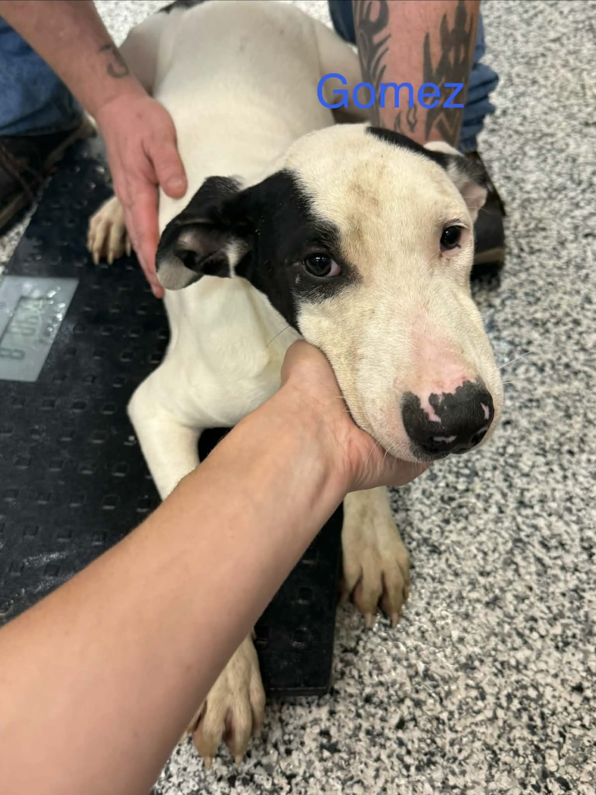 Photo of Gomez, adoptable Pointer in Fayetteville, West Virginia