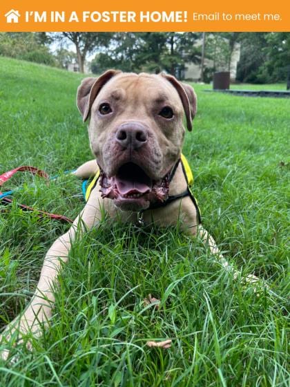 Photo of Meatloaf (King), adoptable dog in Baltimore, Maryland