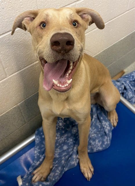 Photo of Lucas, adoptable Labrador Retriever in Statesville, North Carolina