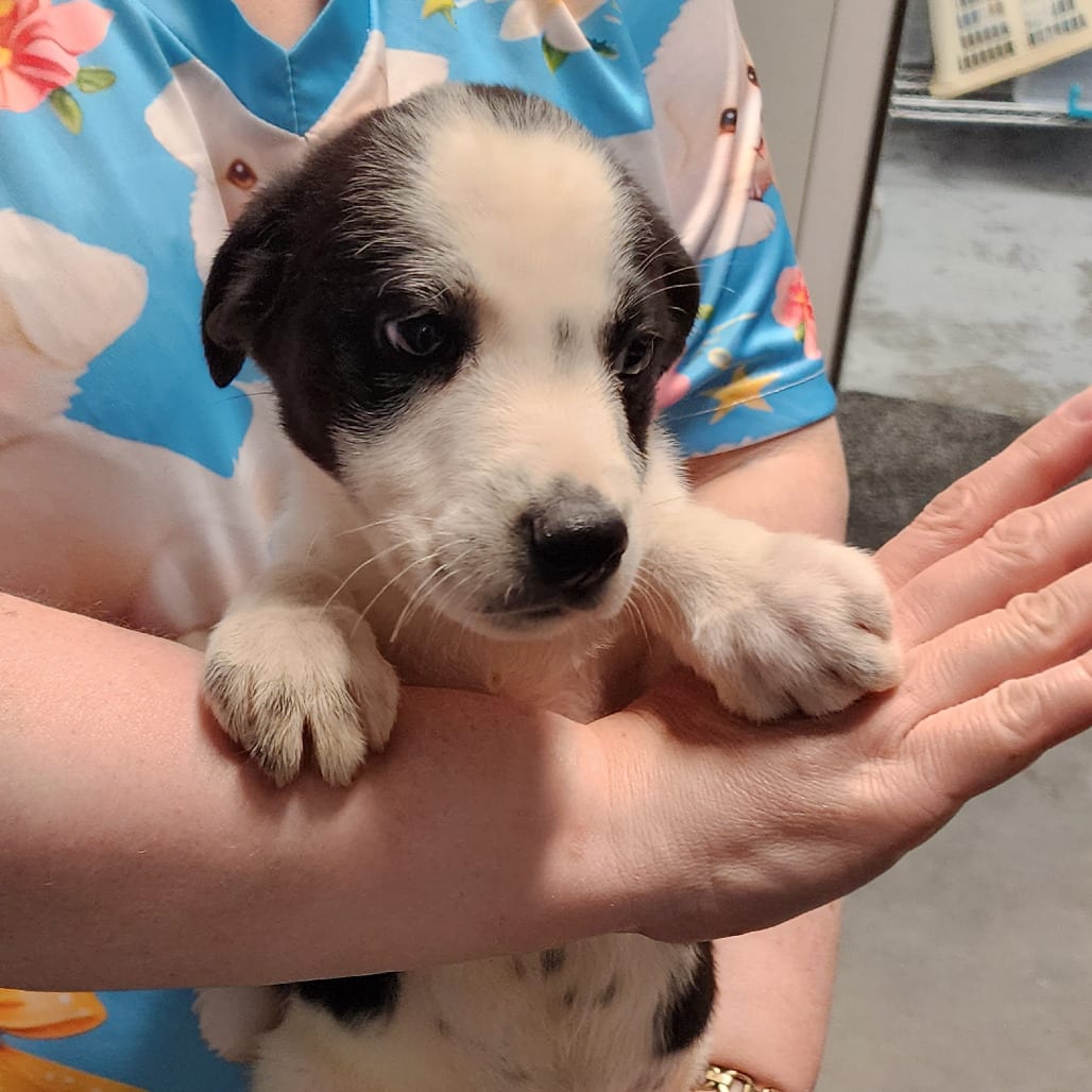 Photo of Panda, adoptable Mixed Breed (Medium) in Colville, Washington