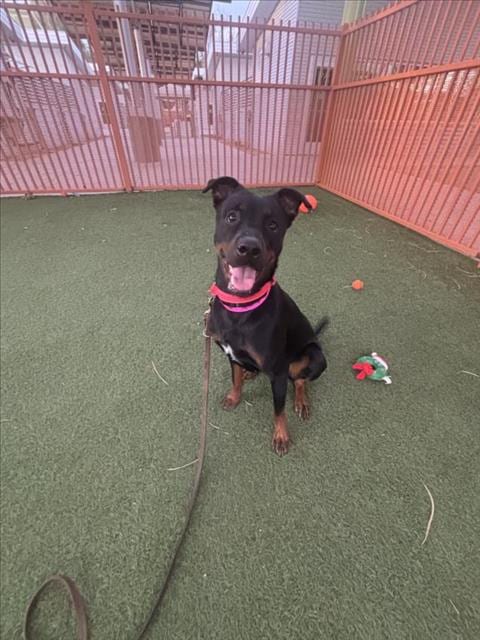 Photo of Sonar, adoptable Rottweiler in Las Vegas, Nevada