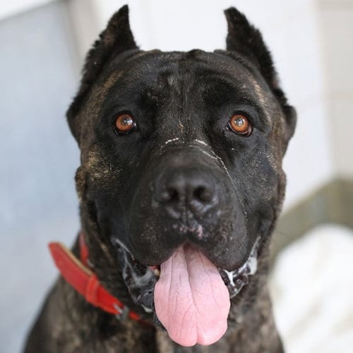 Photo of Zeus Leviathan Lopez, adoptable Bullmastiff in San Antonio, Texas