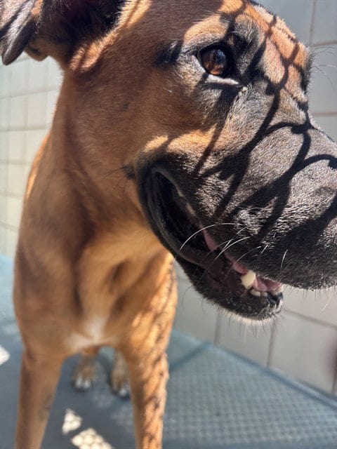 Photo of CJ, adoptable German Shepherd Dog in Corpus Christi, Texas