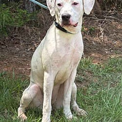 Photo of Cotton, adoptable Pointer in Washington, Georgia