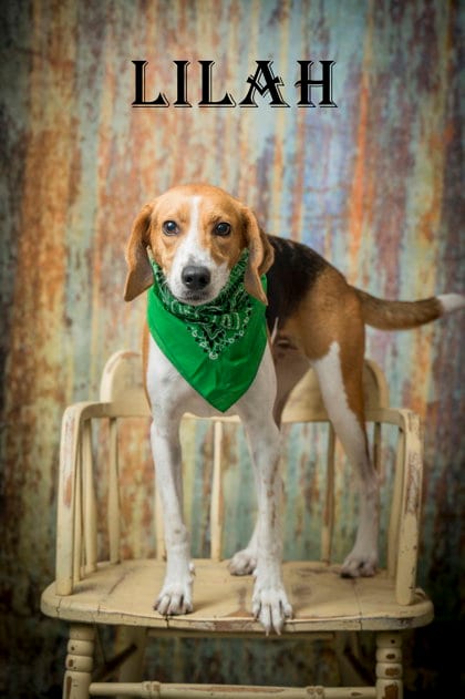 Photo of Lilah, adoptable Hound in North Myrtle Beach, South Carolina