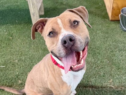 Photo of Beck, adoptable dog in Georgetown, Texas