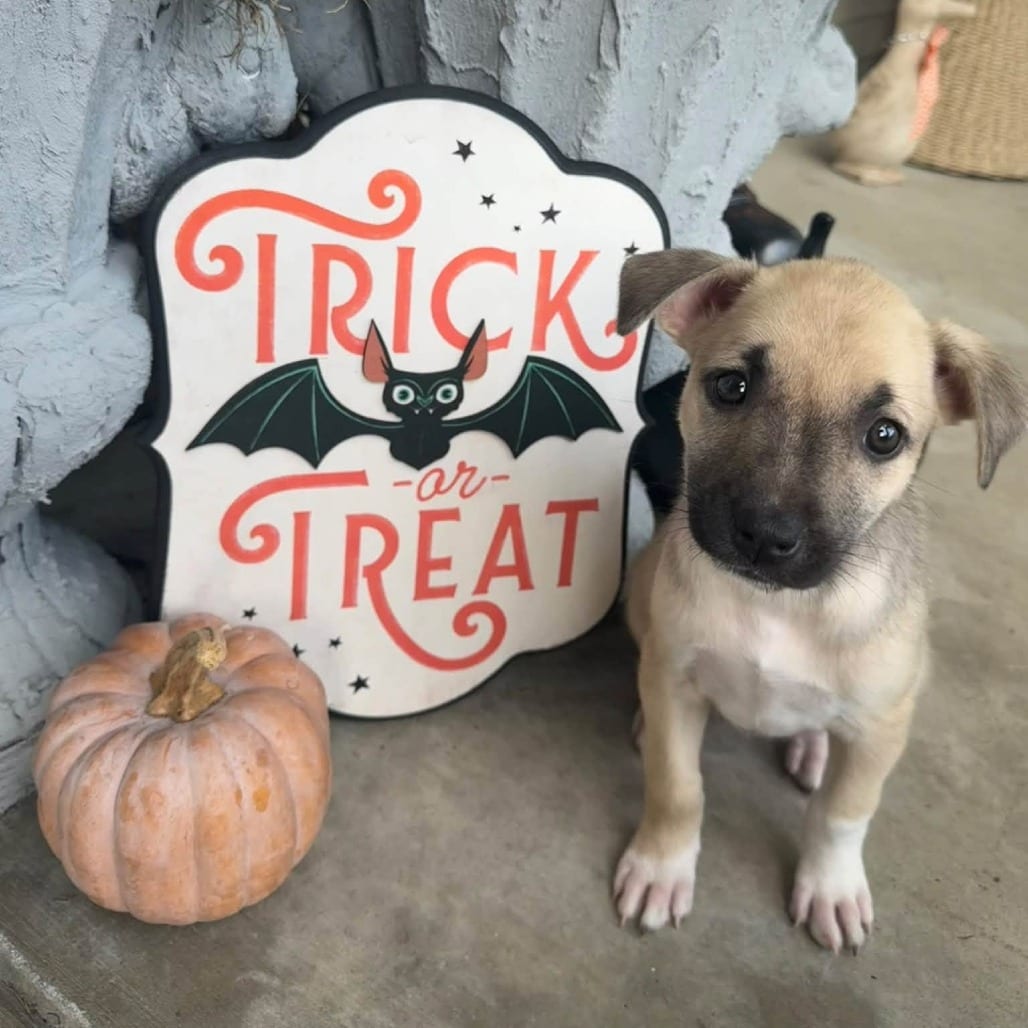 Photo of Sansa, adoptable Mixed Breed (Medium) in West Olive, Michigan