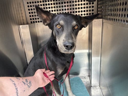 Photo of Kiln, adoptable German Shepherd Dog in Mesa, Arizona