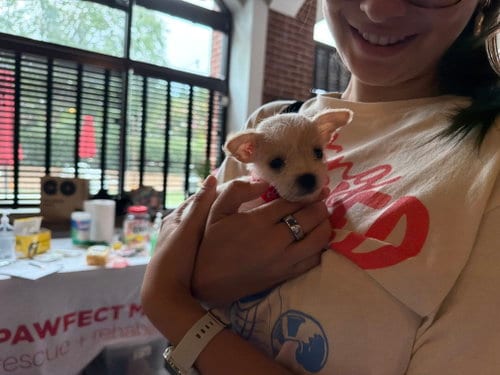 Photo of Opie, adoptable Chihuahua in Holly Springs, North Carolina