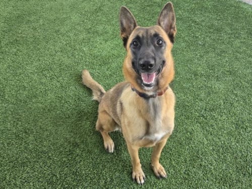 Photo of Delta, adoptable German Shepherd Dog in Van Nuys, California