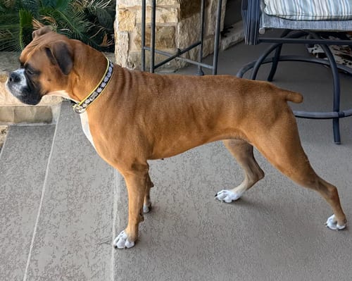 Photo of Virtue - ABR Return, adoptable Boxer in Austin, Texas