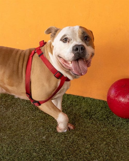 Photo of Scrappy, adoptable American Bulldog in Miami, Florida