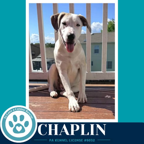 Photo of Chaplin (Silent Film Stars) 082226, adoptable Labrador Retriever in Kimberton, Pennsylvania