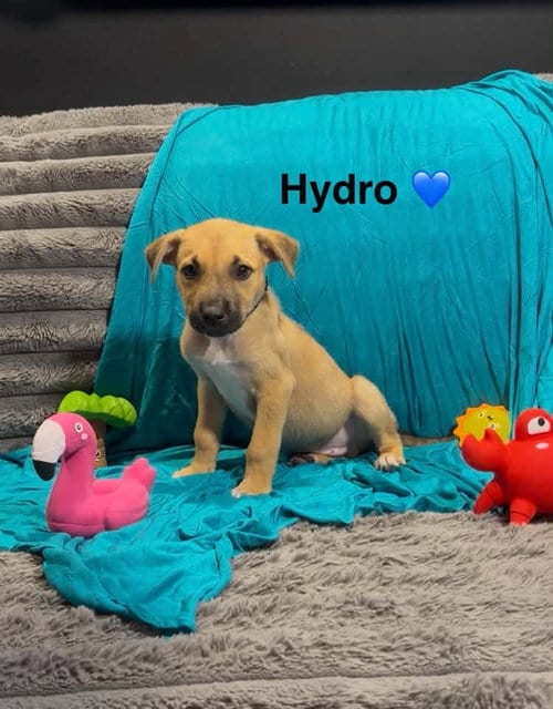 Photo of Hydro, adoptable Cattle Dog in Turlock, California