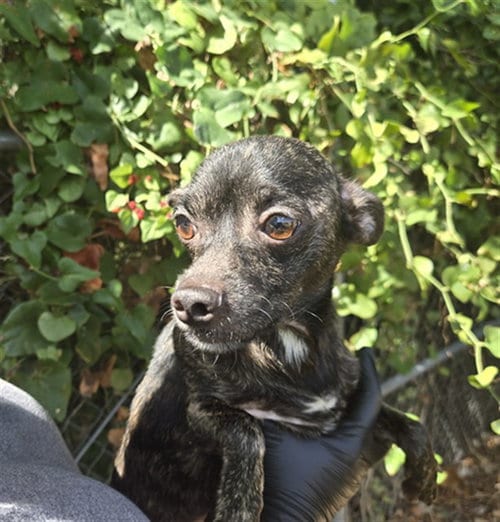 Photo of Toes, adoptable Chihuahua in Killeen, Texas