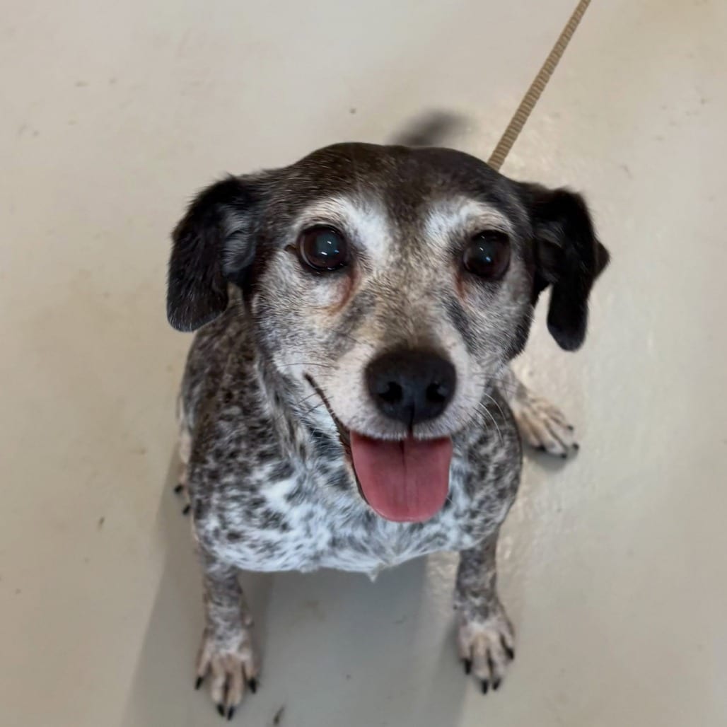 Photo of Leila, adoptable Mixed Breed (Small) in North Charleston, South Carolina
