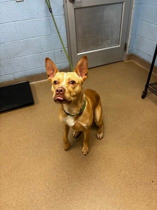 Photo of Esophagus, adoptable dog in Chamblee, Georgia